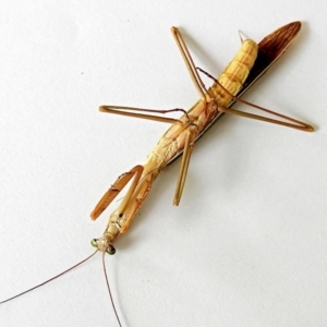 Tenodera australasiae at Crooked Corner, NSW - 14 Mar 2023 08:39 AM