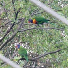 Trichoglossus moluccanus (Rainbow Lorikeet) at Aranda, ACT - 22 Mar 2023 by KMcCue