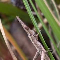 Heide sp. (genus) (A heath matchstick grasshopper) at Budawang, NSW - 12 Mar 2023 by NedJohnston