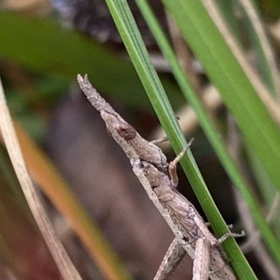 Heide sp. (genus) (A heath matchstick grasshopper) at Budawang, NSW - 12 Mar 2023 by NedJohnston