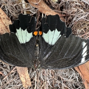 Papilio aegeus at Aranda, ACT - 21 Mar 2023 12:24 PM