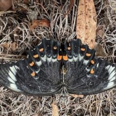 Papilio aegeus at Aranda, ACT - 21 Mar 2023