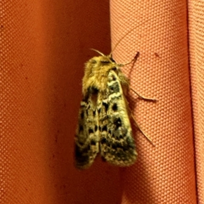 Proteuxoa sanguinipuncta (Blood-spotted Noctuid) at Aranda, ACT - 22 Mar 2023 by KMcCue