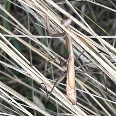 Pseudomantis albofimbriata (False garden mantis) at Lyneham, ACT - 22 Mar 2023 by Hejor1