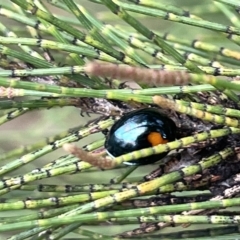 Orcus bilunulatus (Ladybird beetle) at Lyneham Wetland - 22 Mar 2023 by Hejor1