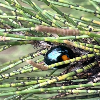 Orcus bilunulatus (Ladybird beetle) at Lyneham Wetland - 22 Mar 2023 by Hejor1