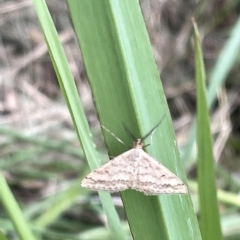 Scopula rubraria (Reddish Wave, Plantain Moth) at Lyneham Wetland - 22 Mar 2023 by Hejor1