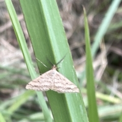 Scopula rubraria at Lyneham, ACT - 22 Mar 2023