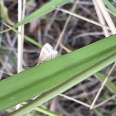 Scopula rubraria at Lyneham, ACT - 22 Mar 2023