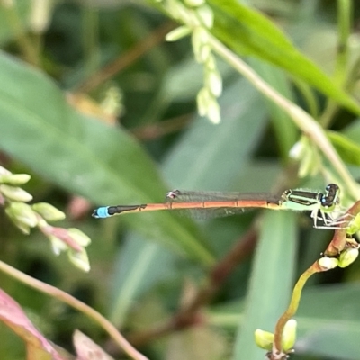 Ischnura aurora (Aurora Bluetail) at Lyneham Wetland - 22 Mar 2023 by Hejor1