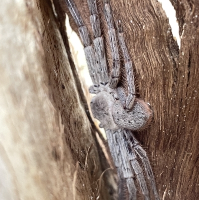 Isopeda sp. (genus) (Huntsman Spider) at O'Connor, ACT - 22 Mar 2023 by Hejor1