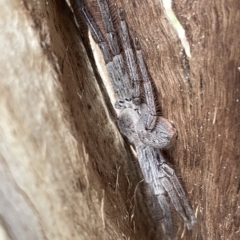 Isopeda sp. (genus) at O'Connor, ACT - 22 Mar 2023 05:54 PM