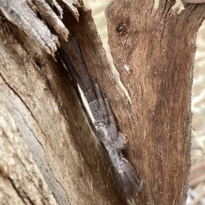 Isopeda sp. (genus) at O'Connor, ACT - 22 Mar 2023 05:54 PM