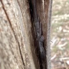 Isopeda sp. (genus) at O'Connor, ACT - 22 Mar 2023 05:54 PM