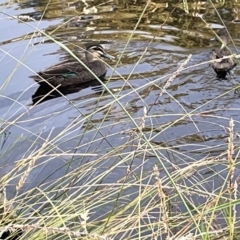 Anas superciliosa (Pacific Black Duck) at City Renewal Authority Area - 22 Mar 2023 by Hejor1