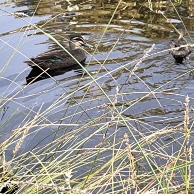 Anas superciliosa (Pacific Black Duck) at Lyneham Wetland - 22 Mar 2023 by Hejor1