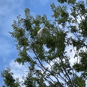 Cacatua sanguinea at Lyneham, ACT - 22 Mar 2023 06:45 PM