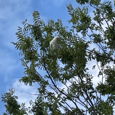 Cacatua sanguinea (Little Corella) at Lyneham, ACT - 22 Mar 2023 by Hejor1