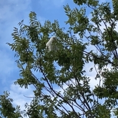 Cacatua sanguinea at Lyneham, ACT - 22 Mar 2023 06:45 PM