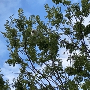 Cacatua sanguinea at Lyneham, ACT - 22 Mar 2023 06:45 PM