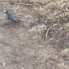 Manorina melanocephala (Noisy Miner) at City Renewal Authority Area - 22 Mar 2023 by Hejor1