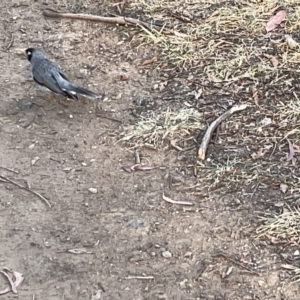 Manorina melanocephala at Lyneham, ACT - 22 Mar 2023