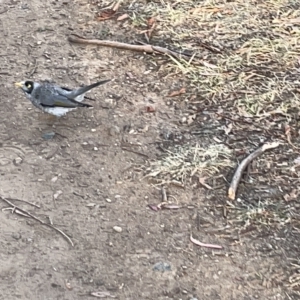 Manorina melanocephala at Lyneham, ACT - 22 Mar 2023 06:45 PM