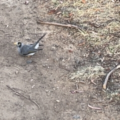 Manorina melanocephala at Lyneham, ACT - 22 Mar 2023