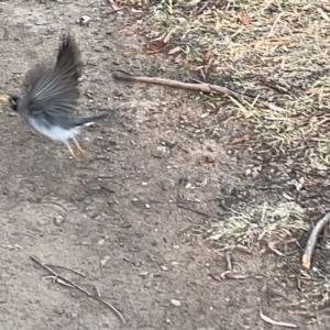 Manorina melanocephala at Lyneham, ACT - 22 Mar 2023