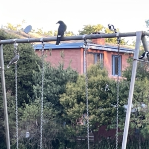 Manorina melanocephala at Lyneham, ACT - 22 Mar 2023