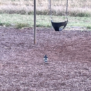 Grallina cyanoleuca at Lyneham, ACT - 22 Mar 2023