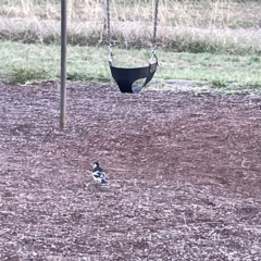 Grallina cyanoleuca at Lyneham, ACT - 22 Mar 2023