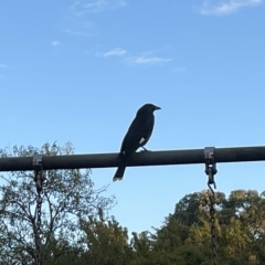 Strepera graculina (Pied Currawong) at Lyneham Wetland - 22 Mar 2023 by Hejor1