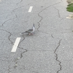 Ocyphaps lophotes (Crested Pigeon) at City Renewal Authority Area - 22 Mar 2023 by Hejor1