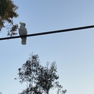 Cacatua galerita at Lyneham, ACT - 22 Mar 2023 06:52 PM