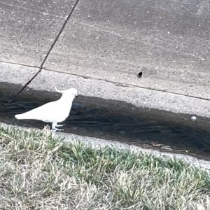 Cacatua galerita at Lyneham, ACT - 22 Mar 2023