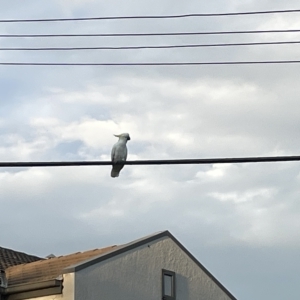 Cacatua galerita at Lyneham, ACT - 22 Mar 2023 06:52 PM