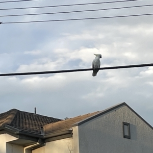 Cacatua galerita at Lyneham, ACT - 22 Mar 2023 06:52 PM