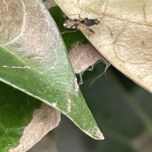 Dieuches sp. (genus) at Canberra, ACT - 22 Mar 2023