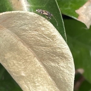 Dieuches sp. (genus) at Canberra, ACT - 22 Mar 2023