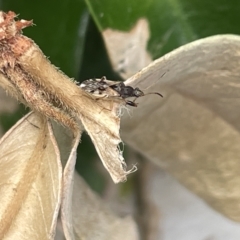 Dieuches sp. (genus) at Canberra, ACT - 22 Mar 2023