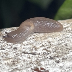 Deroceras sp. (genus) (A Slug or Snail) at Canberra, ACT - 22 Mar 2023 by Hejor1