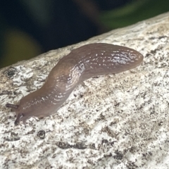 Deroceras sp. (genus) at Canberra, ACT - 22 Mar 2023