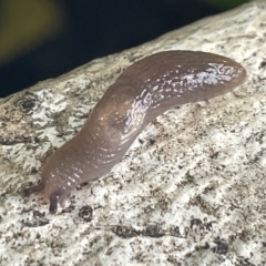 Deroceras sp. (genus) at Canberra, ACT - 22 Mar 2023