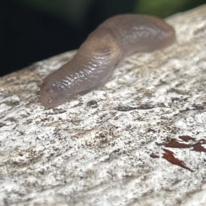 Deroceras sp. (genus) at Canberra, ACT - 22 Mar 2023