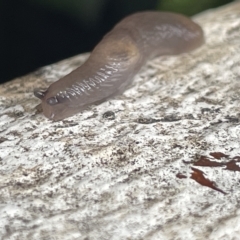 Deroceras sp. (genus) at Canberra, ACT - 22 Mar 2023