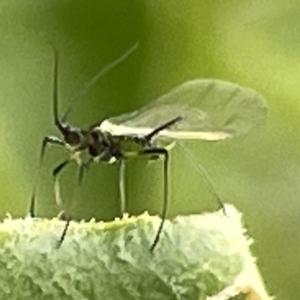 Aphididae (family) at Canberra, ACT - 22 Mar 2023