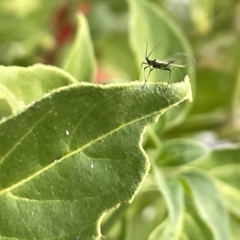 Aphididae (family) at Canberra, ACT - 22 Mar 2023