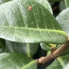 Anystidae (family) at Canberra, ACT - 22 Mar 2023