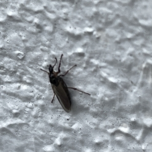 Bibionidae (family) at Canberra, ACT - 22 Mar 2023